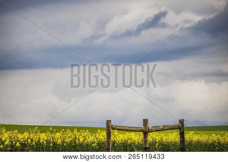 Fence In Front Of Canola Flower Field On A Farm In Caledon, Western Cape, South Africa.
