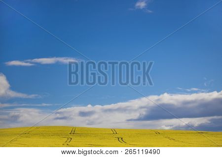Canola Flower Field On A Farm In Caledon, Western Cape, South Africa.