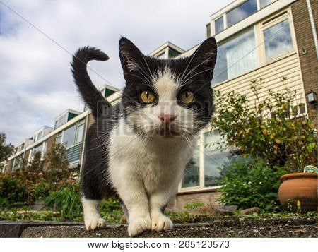 Close Up Cat On The Street Taking An Interest In The Camera. Taking A Look From A Low Perspective At