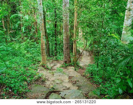 Forest Walkway To The Top Of The Khao Luang Mountain In Ramkhamhaeng National Park,sukhothai Provinc