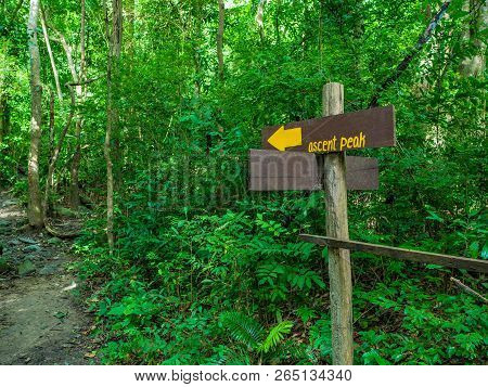 Forest Walkway To The Top Of The Khao Luang Mountain In Ramkhamhaeng National Park,sukhothai Provinc