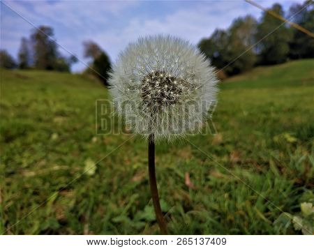 Beautiful Dandelion Blossom Spotted On A Meadow In Hinderschloss, Liechtenstein