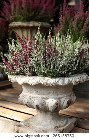 Calluna Vulgaris Flowering Plant Family Ericaceae In The Beautiful Ceramic Flowers Pot.
