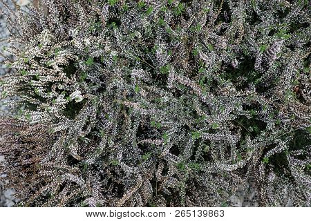 White Calluna Vulgaris Flowering Plant Family Ericaceae, Floral Background Top View.