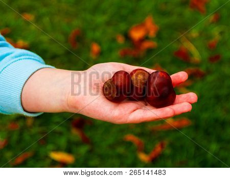 A Young Female Hand Holding Three Conkers