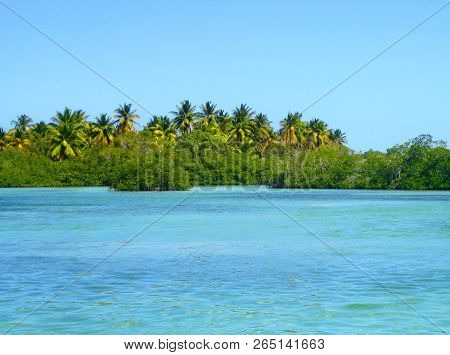 Mangroves Forests, Palmtree, Mangroves In The Caribbean, Dominican Republic