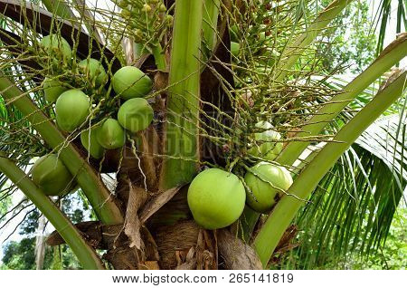 Group Of Fresh Coconut On Cocounut Palm Tree
