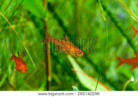 Small Beauty Ember Tetra Or Hyphessobrycon Amandae (male)