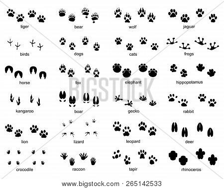 Set Of Footprints Of Wild Animals, Illustration Of Black Silhouette