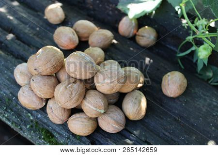 Bunch Of Young Walnuts Lie On A Wooden Table