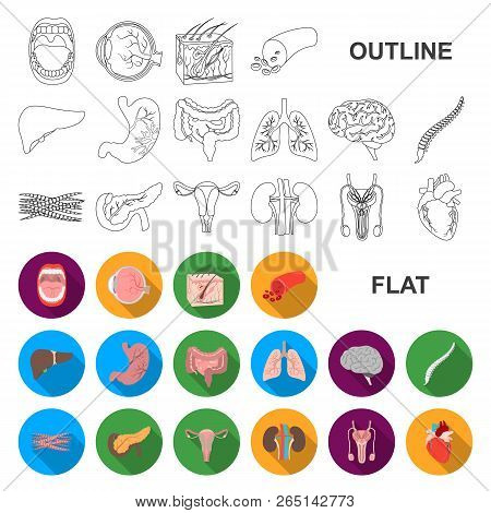 Internal Organs Of A Human Flat Icons In Set Collection For Design. Anatomy And Medicine Vector Symb