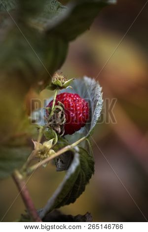 Ripe Raspberry On The Branch In The Garden. Fresh Raspberry Bush. Juicy Red Berries. Delicious And H