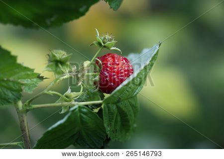 Ripe Raspberry On The Branch In The Garden. Fresh Raspberry Bush. Juicy Red Berries. Delicious And H