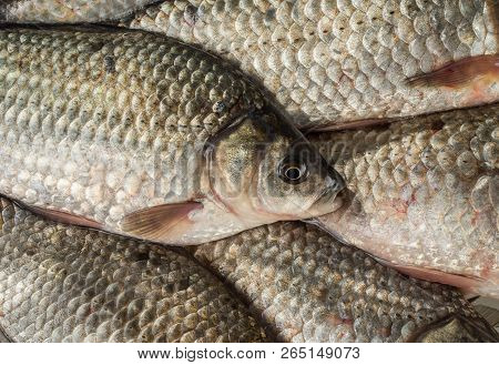 The Texture Of Freshwater Fish Scales. Several Fresh Crucian Lie Together.