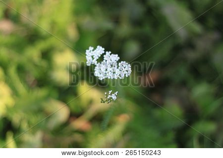 Nature In Summer, Wild Flowers In Meadow