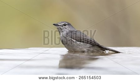 Ashy Flycatcher Having A Bath To Cool Down In The  Shallow Pool