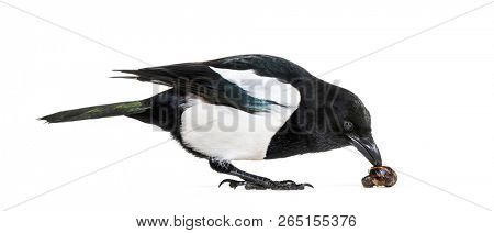Common Magpie, Pica pica, in front of white background
