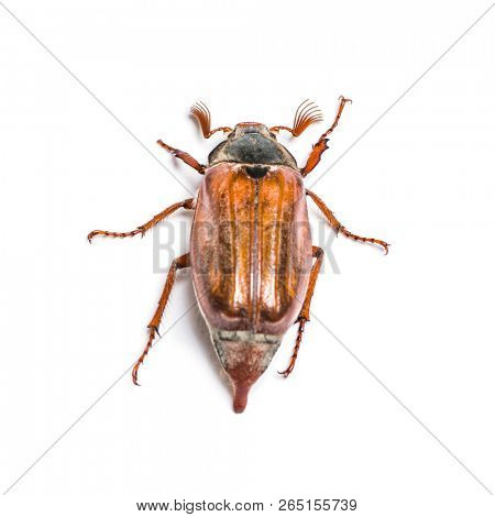 Summer chafer or European june beetle, Amphimallon solstitiale, in front of white background