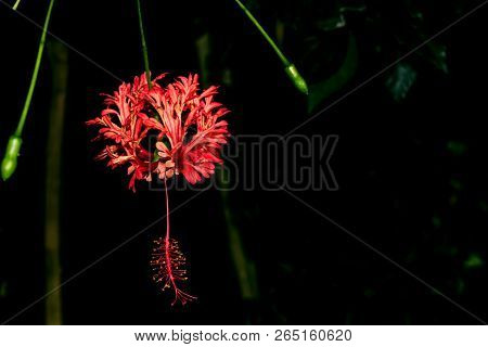 Red Flower And Green Buds Of Hibiscus Schizopetalus In Dark Background.