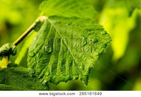 Detail Of A Beech Leaf, With A Bright Green Color, With Water Drops From The Rain Of That Day Tomorr