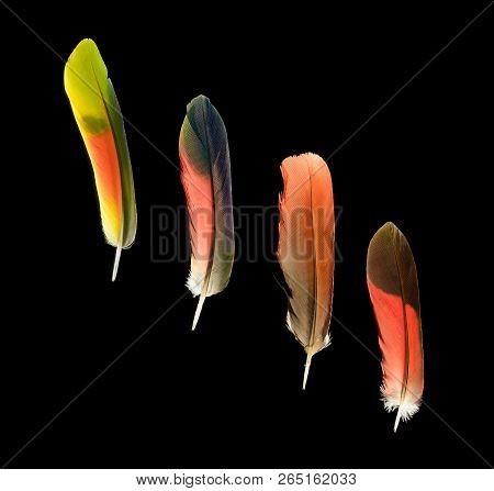 Four Colorful Parrot Bird Feathers On Black Background