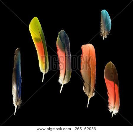 Six Colorful Parrot Bird Feathers On Black Background