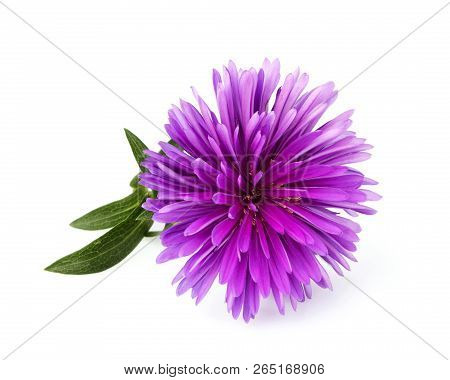 Flower Astra Violet Color Isolated Macro On White.