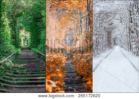 collage forest tunnel of love season backgrounds. Winter, Spring, Summer, Autumn.