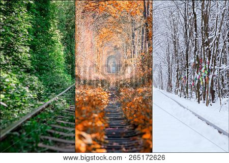 collage forest tunnel of love season backgrounds. Winter, Spring, Summer, Autumn.