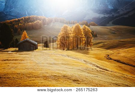 Yellow larches in the sunlight. Location Dolomiti, Compaccio village, Seiser Alm (Alpe di Siusi), Province of Bolzano - South Tyrol, Italy, Europe. Scenic image of idyllic autumn day. Beauty of earth.