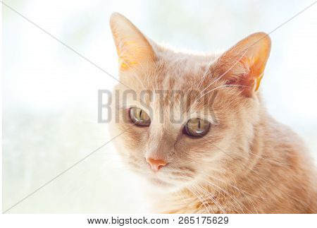Light Red Cat With Honey Eyes On The Background Of A Sunny Window