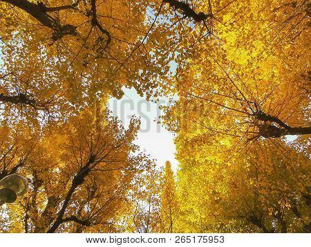 Autumn Yellow Ginkgo Leaves Trees At Icho Namiki Avenue Tokyo Japan.