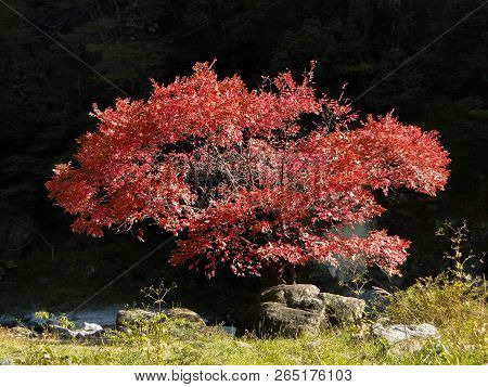 Autumn Red Leaves Tree Near Tama River At Mitake National Park Toyko Japan.