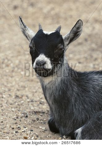 Chevreau