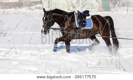 Black Horse Trotting On Deep White Snow In Winter On A Sunny Day