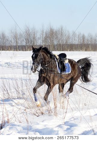 Black Horse Galloping In The Field On A Deep White Snow In The Winter On A Sunny Day