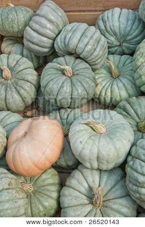 Queensland blu zucca zucche