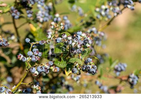 Bush Of A Ripe Bilberry In The Summer