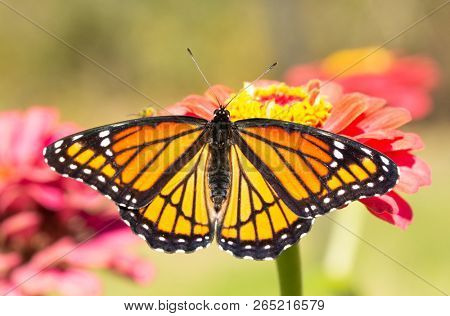 Brilliant orange and black Viceroy butterfly resting on a Zinnia flower in morning sun soon after eclosing from chrysalis