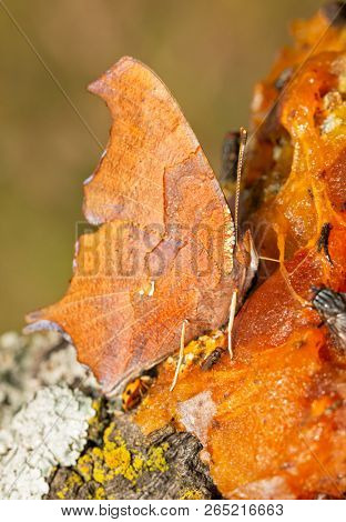 Ventral view of a Question Mark butterfly feeding on fermented Persimmon fruit pulp