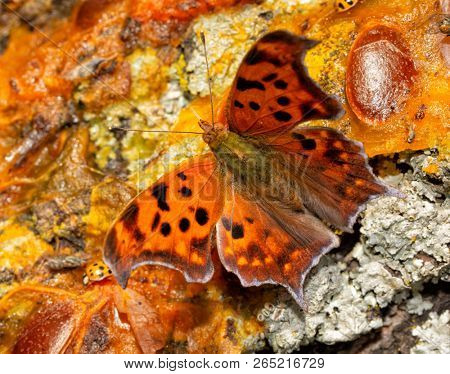Dorsal view of a Polygonia interrogationis, Question mark butterfly, feeding on fermented fruit on a Persimmon tree trunk