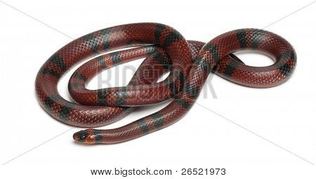Tangerine Honduran milk snake, Lampropeltis triangulum hondurensis, in front of white background