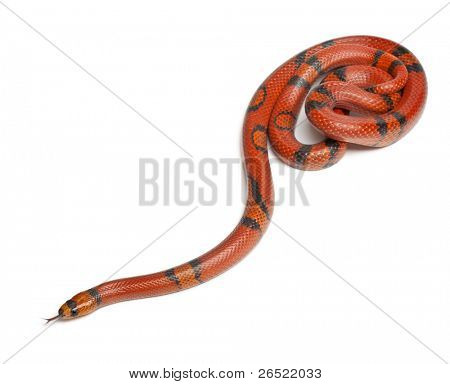 Hypomelanistique Honduran milk snake, Lampropeltis triangulum hondurensis, in front of white background
