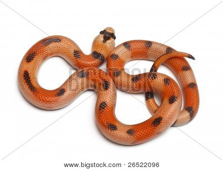 Tricolor Honduran milk snake, Lampropeltis triangulum hondurensis, in front of white background