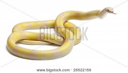 Snow yellow contrast Honduran milk snake, Lampropeltis triangulum hondurensis, in front of white background