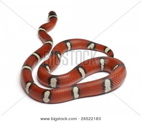 Milk snake or milksnake, Lampropeltis triangulum nelsoni, in front of white background