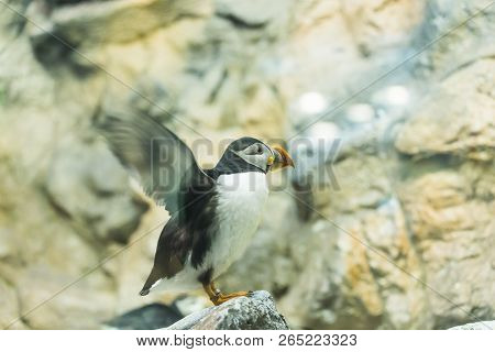 Bird, Wildlife And Zoo Concept - Atlantic Puffin Or Common Puffin