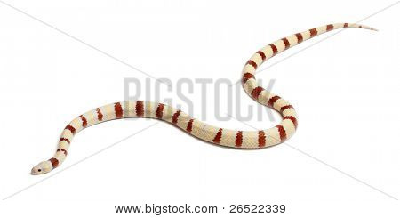 Albino Königsnattern, Lampropeltis Ruthveni, in front of white background