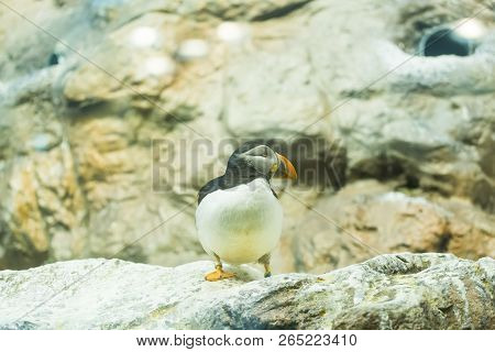 Bird, Wildlife And Zoo Concept - Atlantic Puffin Or Common Puffin