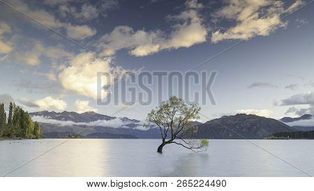 Lone Tree Of Wanaka In New Zealand
